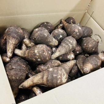 無農薬里芋　10k