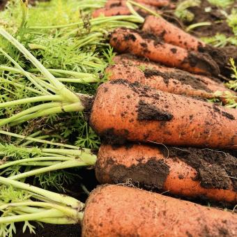 無農薬人参　5Kg