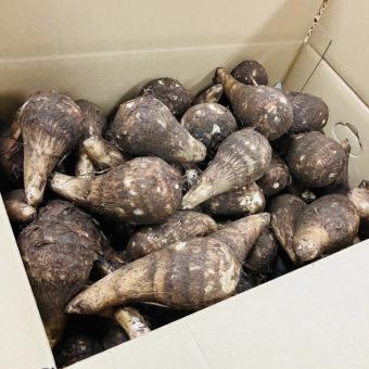 無農薬里芋　5k